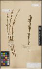 Foto von Salix purpurea L.